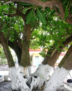 Erbebäume auf Truong Sa - ảnh 1